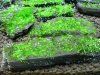 Mech Christmas Moss Na Lignicie Super Trawnik